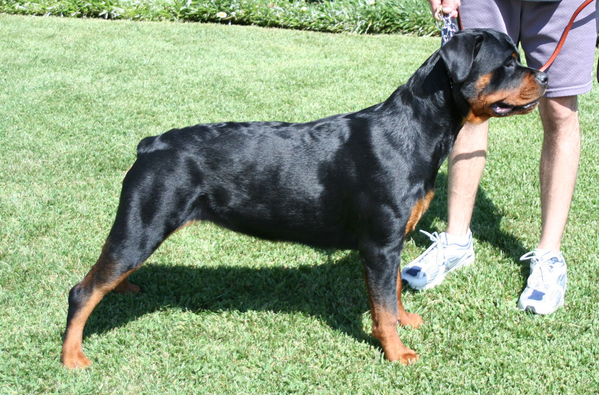 rottweiler-height-5-months-dog-life-photo